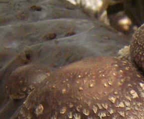 香菇的栽培技术 香菇的栽培技术和产品开发论文