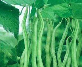 芸豆的几种做法（芸豆有几种做法）