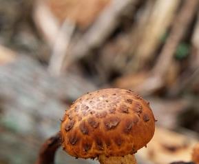 鸡纵菌种植方法和技巧 鸡纵菌的种植技术