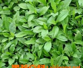 马兰头图片 马兰头图片功效与作用