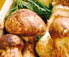 鲜松茸怎么保存（鲜松茸怎么保存最好）