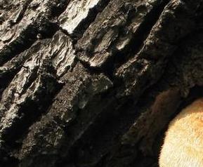 猴头菌的吃法和猴头菌营养(猴头菌的功能)