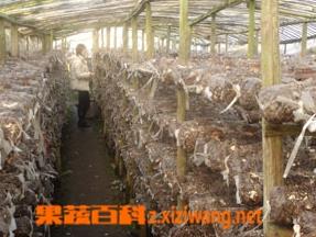 香菇的药用价值 香菇的药用价值及其产品的开发前景论文