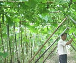 丝瓜种植有什么技术（丝瓜种植有什么技术和方法）