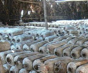 食用菌常见病害及防治 食用菌的病虫害防治