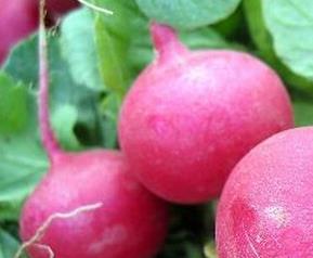 胡萝卜与红萝卜的区别