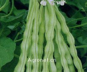 芸豆怎么做才好吃 芸豆怎么做好吃又简单