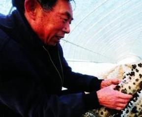 温室木耳常见病害及其防治方法（温室木耳常见病害及其防治方法视频）