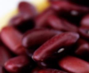 芸豆栽培技术要点和环境 芸豆栽培技术要点和环境要求