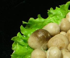 怎样栽培草菇,如何种植草菇（草菇的种植技术方法）