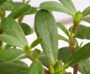 马齿苋的副作用 马齿苋的副作用 三种人要避免吃马齿苋