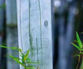 生竹心的功效与作用(竹子心功效)