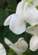 白扁豆花的功效 白扁豆花的功效与作用去眼袋