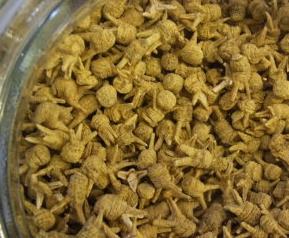 珍珠参的功效与作用（珍珠海参的作用与功效）