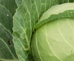 甘蓝的功效与作用 甘蓝的功效与作用禁忌