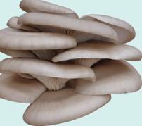 平菇病虫无公害防治（平菇病虫无公害防治技术）