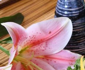 冬菇营养价值及食用效果（冬菇的营养）