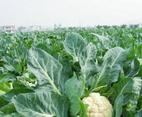 菜花营养价值(菜花的营养价值及功效禁忌)