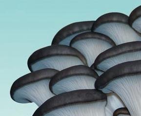 平菇栽培方式,平菇种植方法（平菇的栽培方式）