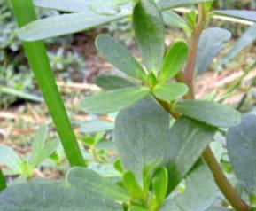 马生菜的做法大全(马生菜的做法大全视频)