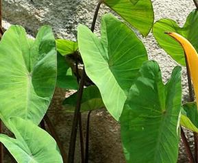 芋头茎的功效与作用（芋头茎的功效与作用）