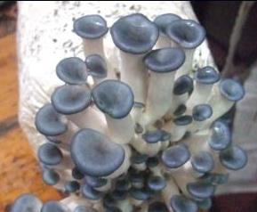 平菇营养价值（平菇营养价值高吗）