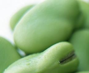 煮蚕豆方法（煮蚕豆的做法）