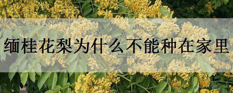 缅桂花梨为什么不能种在家里 缅桂花能不能栽在房前院子里