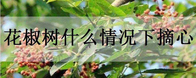 花椒树什么情况下摘心（花椒树抹芽和摘心的区别）