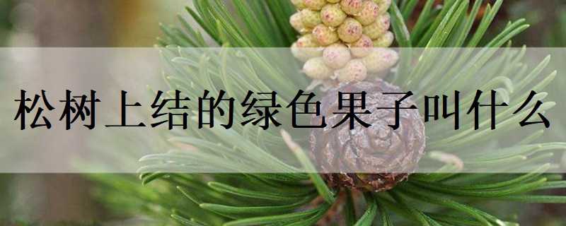 松树上结的绿色果子叫什么（松树上结的绿色的果子是什么）