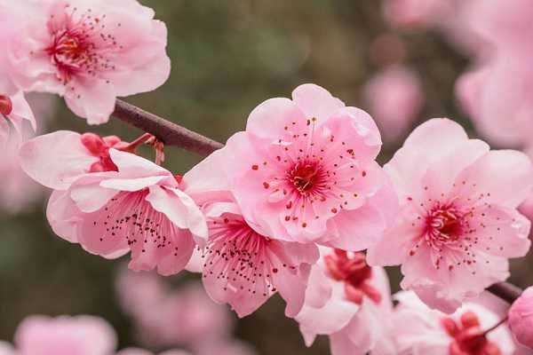 梅花为什么在冬天开花，原因有哪些（梅花为什么在冬天开花呢）