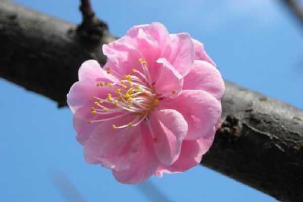 蔷薇什么季节开花，花期在几月份（蔷薇什么季节开花,花期在几月份开始）