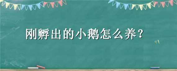 刚孵出的小鹅怎么养 鹅刚孵化出来的小鹅怎么养殖