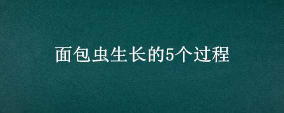 面包虫生长的5个过程（面包虫生长的5个过程视频）