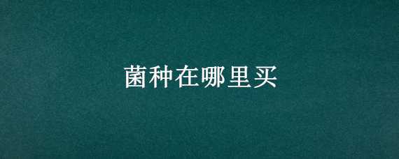 菌种在哪里买 平菇菌种在哪里买