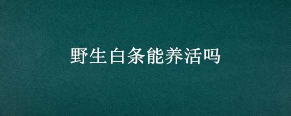 野生白条能养活吗 白条可以养活吗