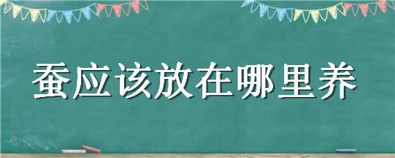 蚕应该放在哪里养（蚕应该放在哪里养呢）