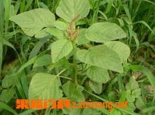 皱果苋怎么做 皱果苋做汤