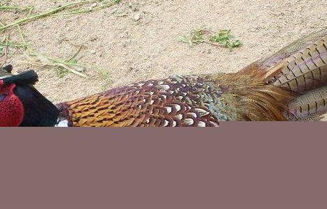 山鸡养殖的繁殖特性 山鸡养殖的繁殖特性是什么