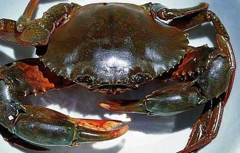 青蟹混养技术 养殖青蟹的技术