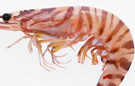 孕妇可以吃虾吗（孕妇可以吃虾吗对胎儿有影响吗）