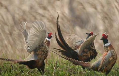 七彩山鸡反季节繁殖方法（七彩山鸡反季节繁殖方法视频）