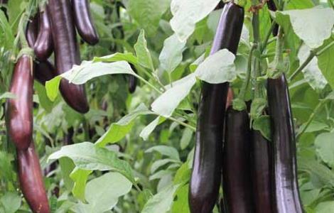 茄子可以生吃吗? 泰国小茄子可以生吃吗