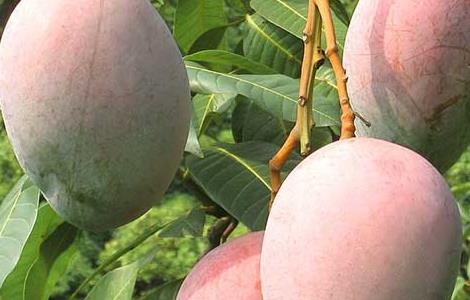 孕妇能吃芒果吗（孕妇能吃芒果吗 孕中期）