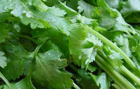 孕妇可以吃香菜吗（孕妇可以吃香菜吗对胎儿有影响吗）