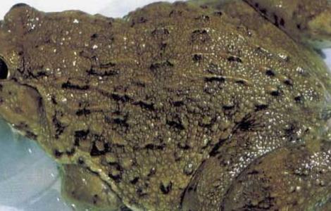 孕妇能吃田鸡吗 孕妇能吃田鸡吗孕晚期