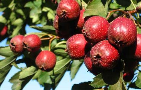 孕妇能吃山楂吗（孕妇能吃山楂吗晚期）