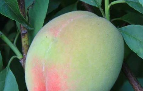 孕妇能吃桃子吗 孕妇能吃桃子吗早期