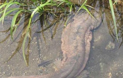 娃娃鱼腹胀病防治方法 娃娃鱼腹胀怎么处理