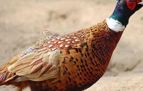 孵化山鸡的技术 孵化山鸡的技术方法